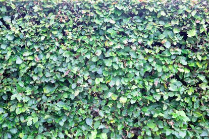 Match Report - UNDERBANK RANGERS 34 EGREMONT 26