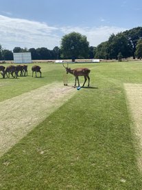 U8s enjoy fun in the sun at the Hampton Hill CC pairs' festival of cricket
