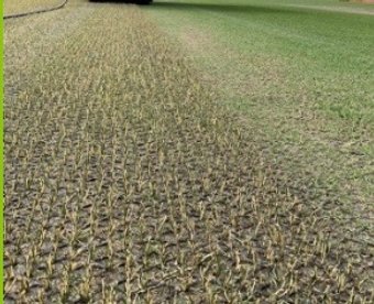 Have you heard of Hybrids ? - we have !