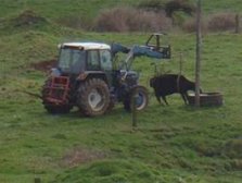 "Rocket Ron Priestleys Ranching skills"