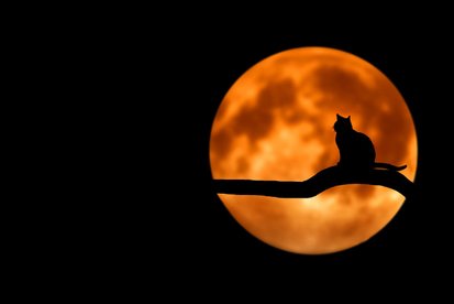 Family Halloween Party - Friday 24th October, 5:30pm