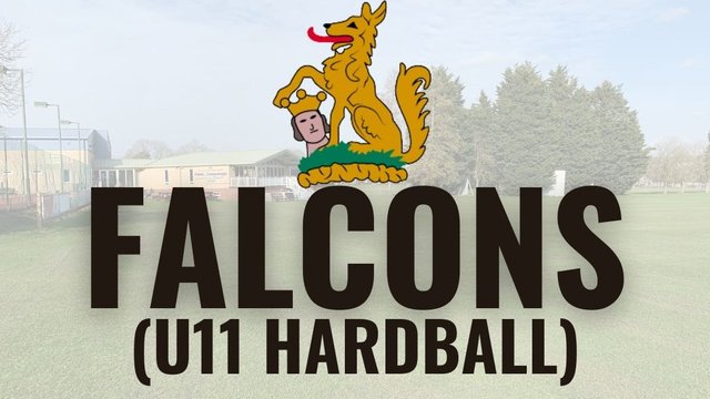 Falcons (U11)